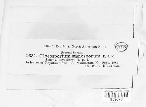 Marssonina stenospora image